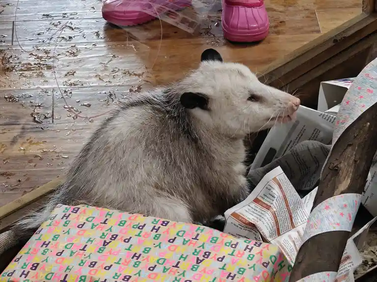 A white-furred opossum sits calmly among birthday-themed wrapping paper and newspaper, with pink children's shoes visible on…