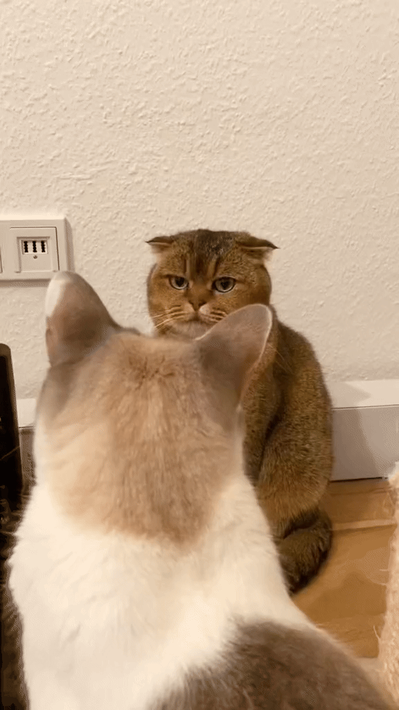 A grid of six photos shows a golden tabby cat with a stern, unimpressed expression staring at another cat whose back is to…