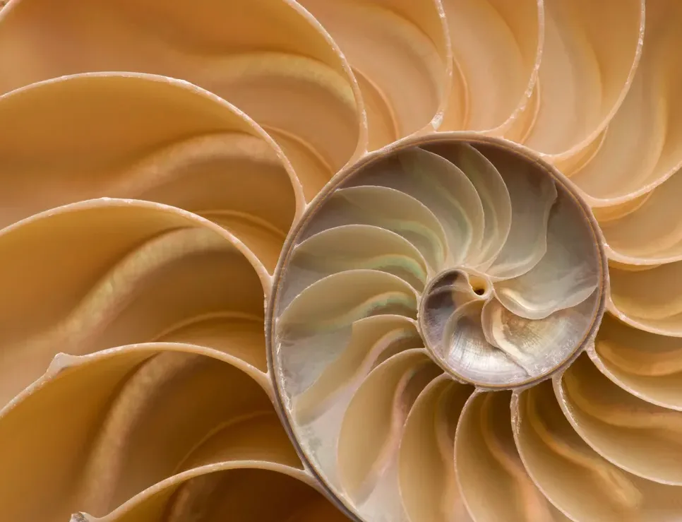 A close-up photograph of a nautilus shell's interior, revealing its iconic logarithmic spiral pattern in warm beige and…