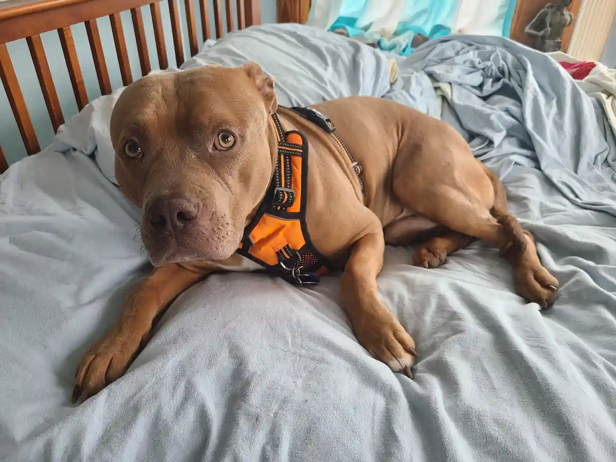 A brown pit bull-type dog wearing an orange harness lies on a rumpled light blue bedspread, looking directly at the camera…