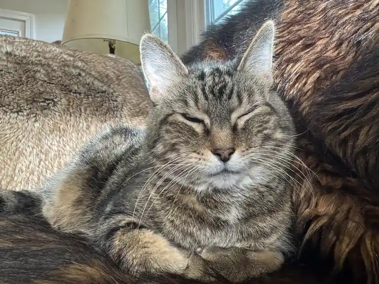 A tabby cat with closed eyes and a serene expression is nestled comfortably among the thick, fluffy fur of a larger animal…