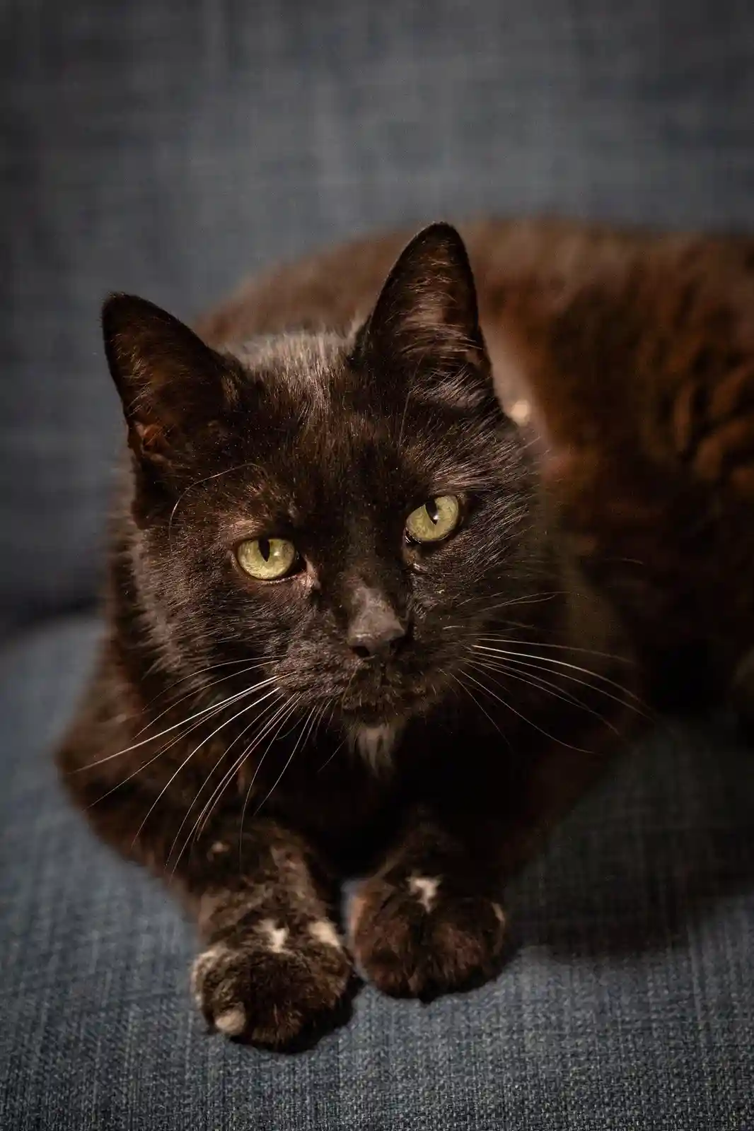 A close-up photo of a black cat with striking green eyes and white markings on its paws, lying on a blue fabric surface. The…