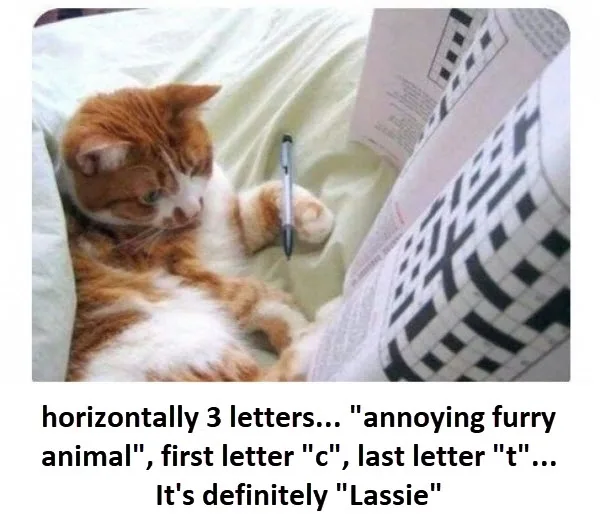 An orange and white cat lies on a bed next to a pen and a crossword puzzle. The overlaid text reads: 'horizontally 3…