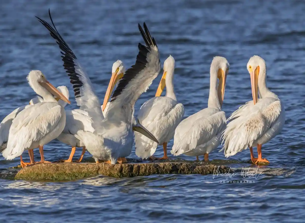 A group of white pelicans with orange beaks and feet stand on a rock in blue water. One pelican in the center has its wings…