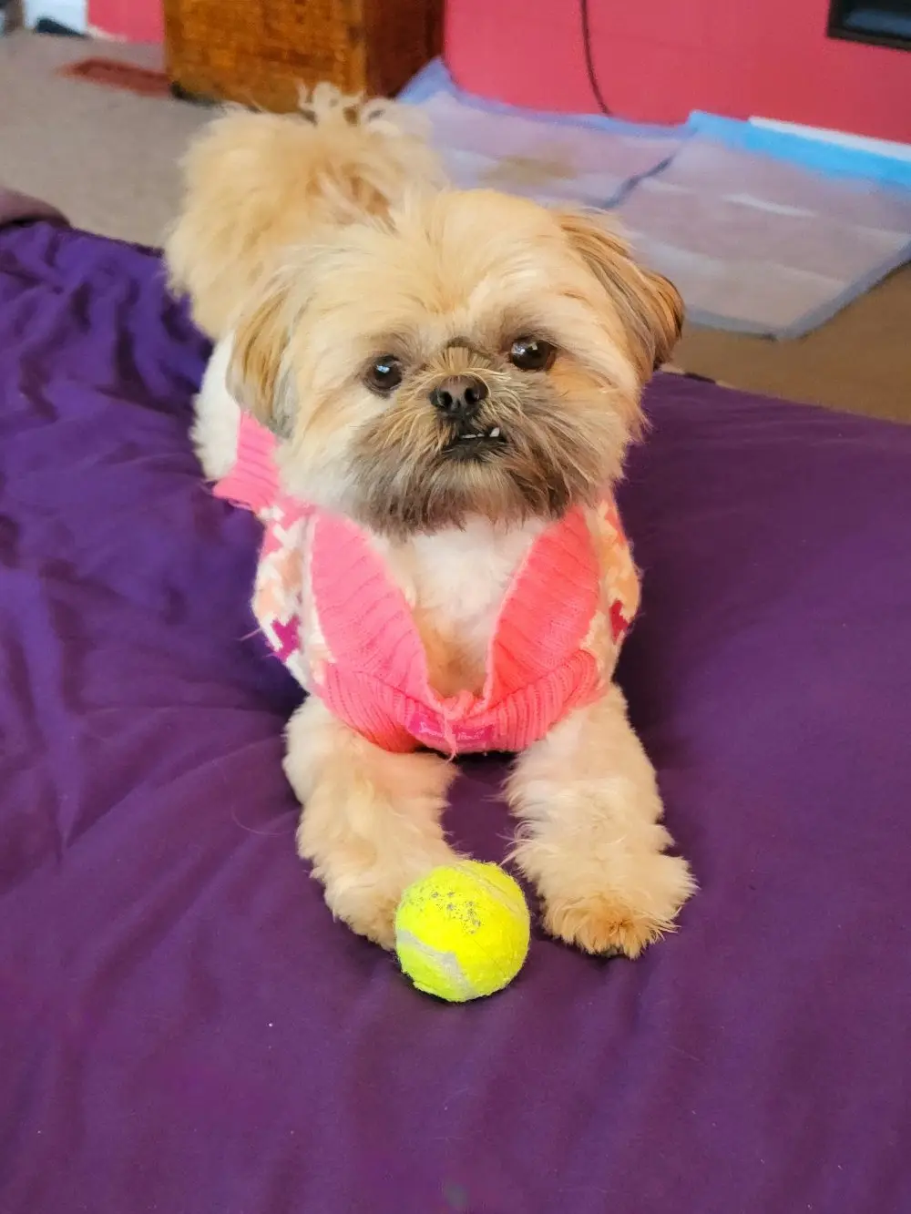 A small, fluffy, light-brown dog wearing a pink sweater sits on a purple bedspread with a yellow tennis ball between its…