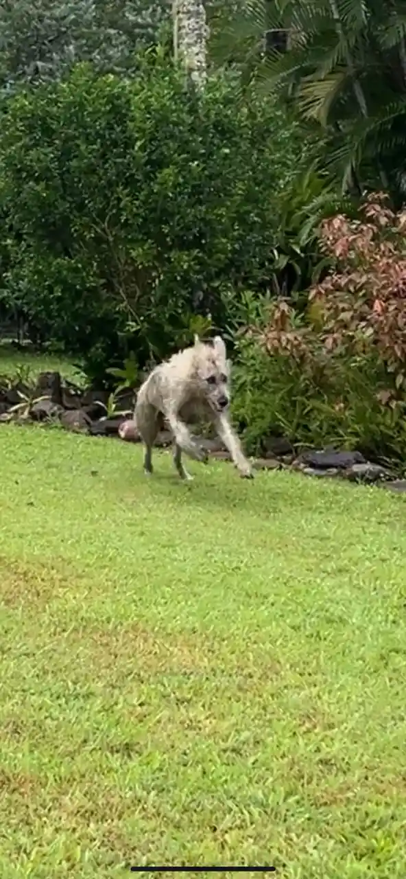 A shaggy, light-colored dog is captured mid-stride running across a green lawn toward the camera, with dense green foliage…