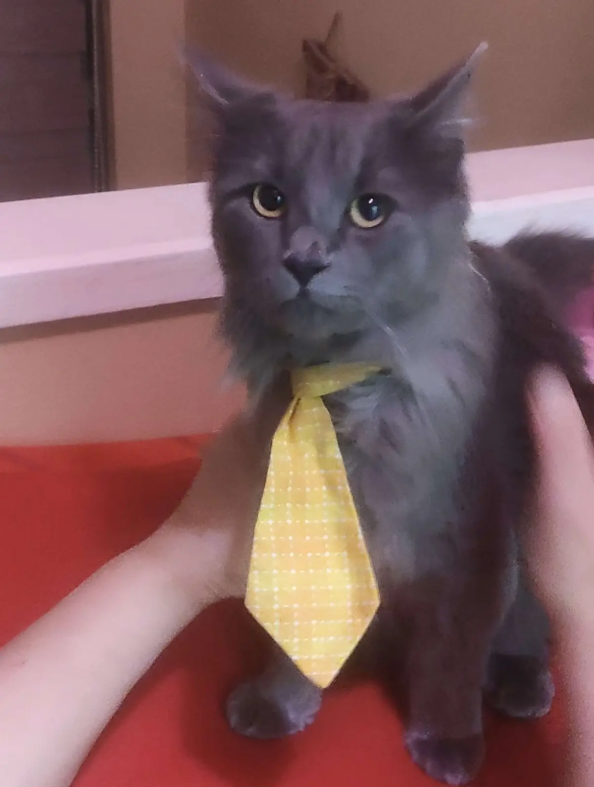 A fluffy gray cat with wide, unimpressed eyes sits on a red surface while wearing a yellow checkered tie. A human hand is…