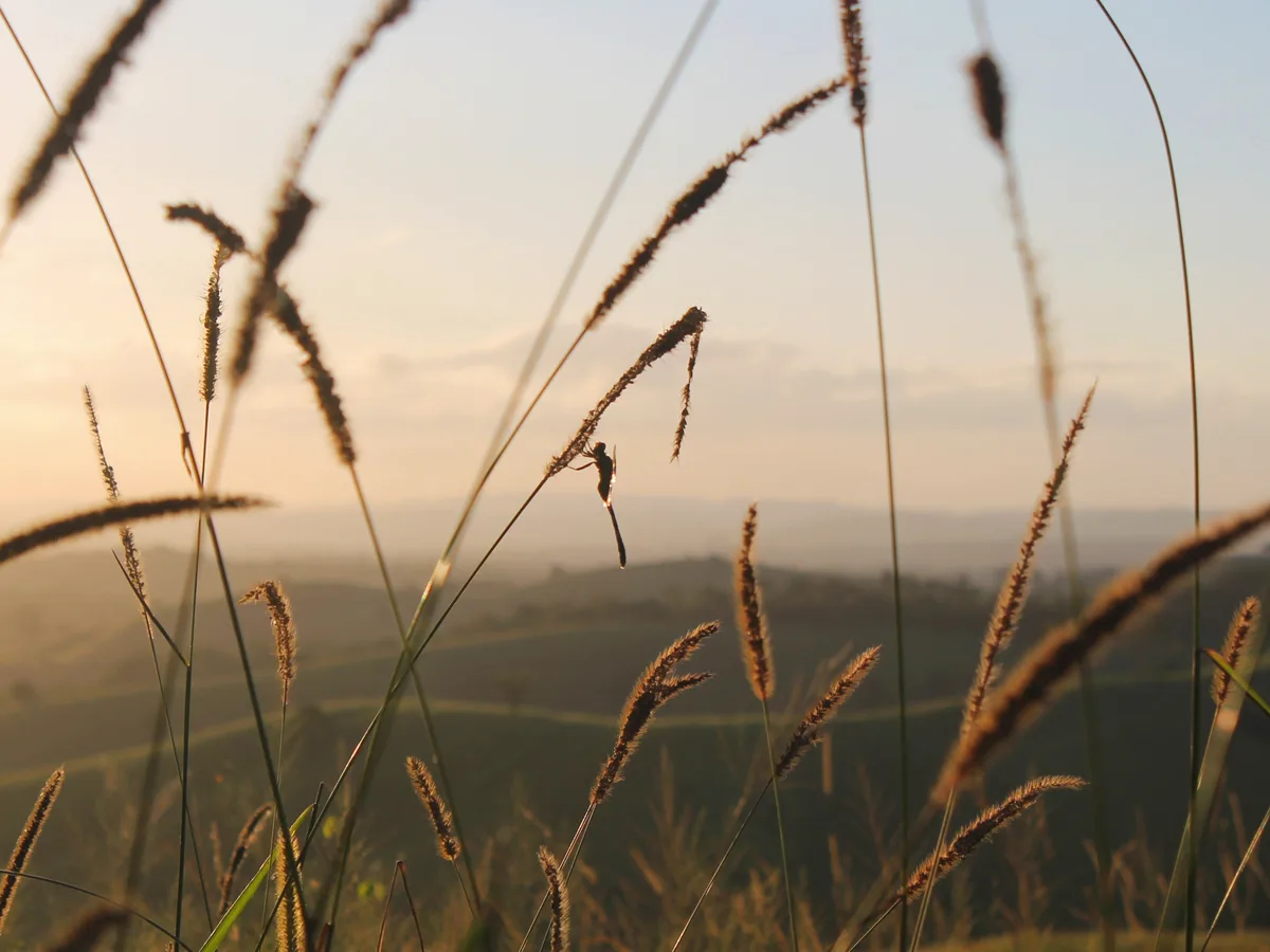 A dragonfly is silhouetted against a golden sunset, perched on a blade of grass in a field with blurred hills in the…