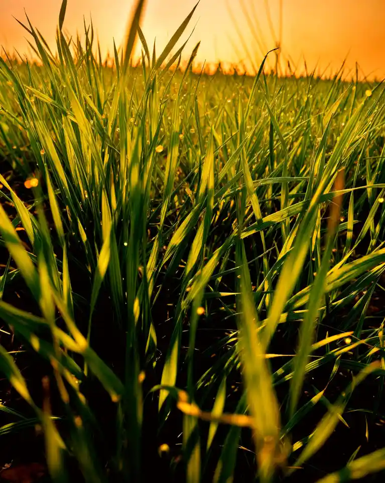 A close-up photograph of vibrant green grass blades illuminated by warm, golden sunlight, likely at sunrise or sunset, with…