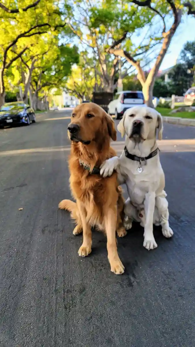 Two dogs, a golden retriever and a white labrador, sit on a paved street under trees. The labrador has one paw resting on…