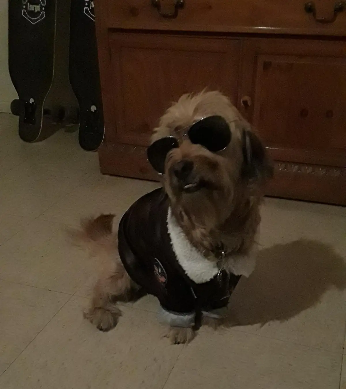 A small, fluffy, light-brown dog wearing oversized black sunglasses and a black jacket with a white fleece collar sits on a…
