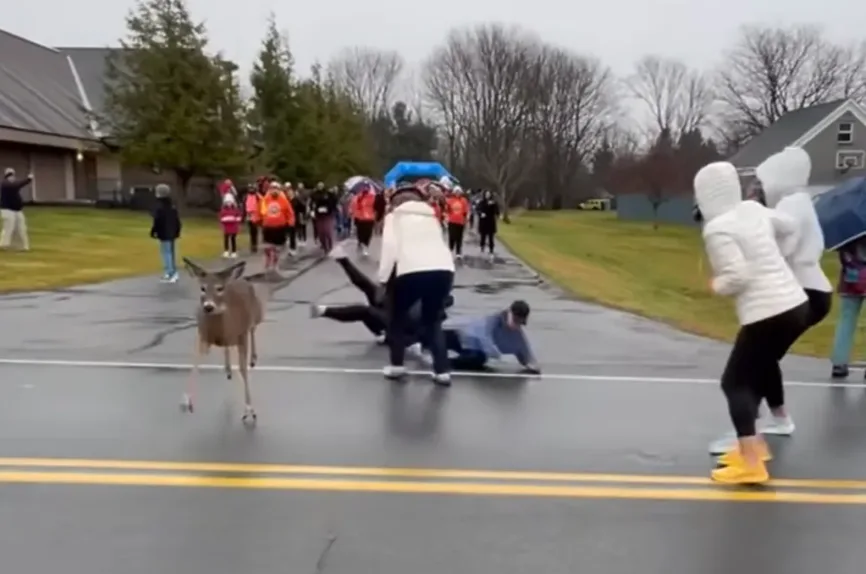 A deer stands in the middle of a wet road during what appears to be a community event or race, as people in rain gear react…