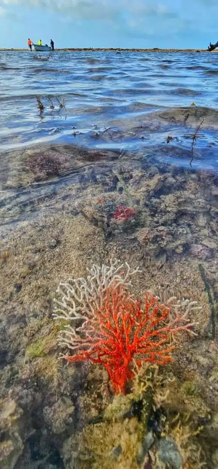 a close-up photo of a vibrant red and white coral growing on a rocky seabed in shallow, clear water, with people visible in…
