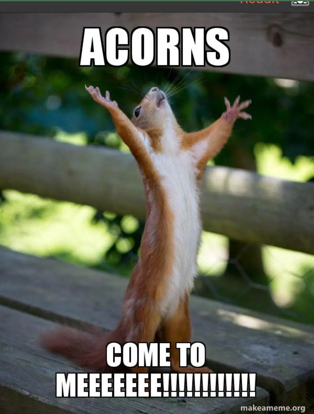 A red squirrel stands upright on a wooden bench with its arms raised and mouth open in an excited or pleading pose. The…
