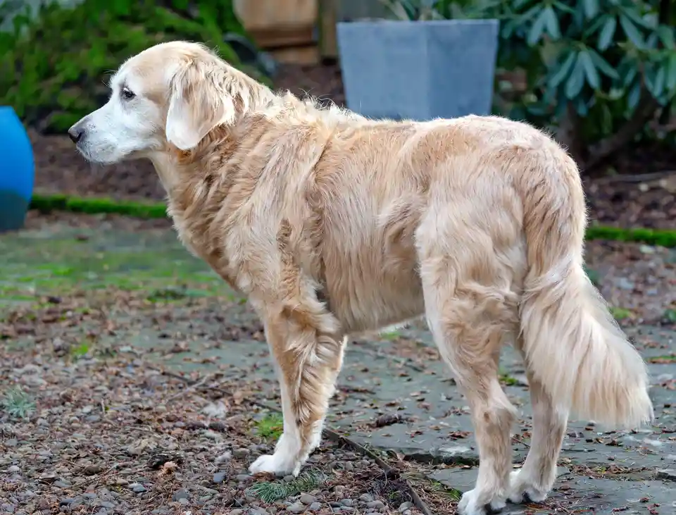 A golden retriever stands in profile on a gravel path, its fur looking slightly unkempt and its posture relaxed. The dog is…