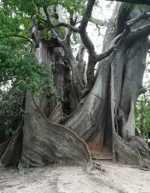 Behold the 4000-Year-Old Olive Tree in Greece!