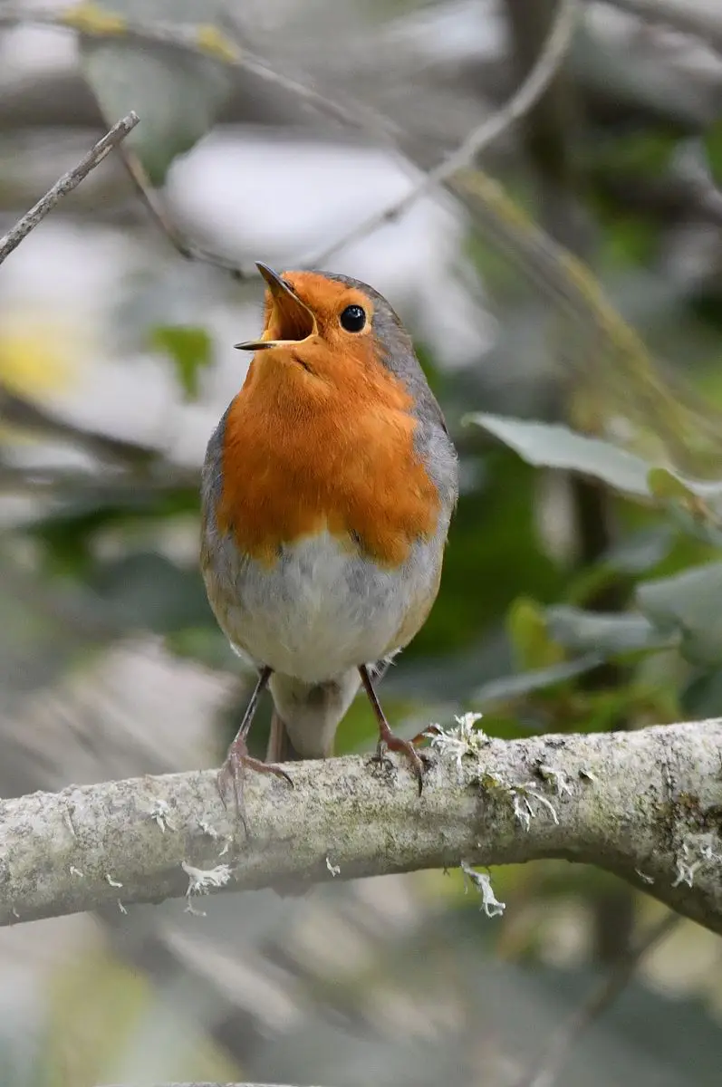 A close-up photograph of a European robin perched on a mossy tree branch, its beak open as if singing or calling. The bird…
