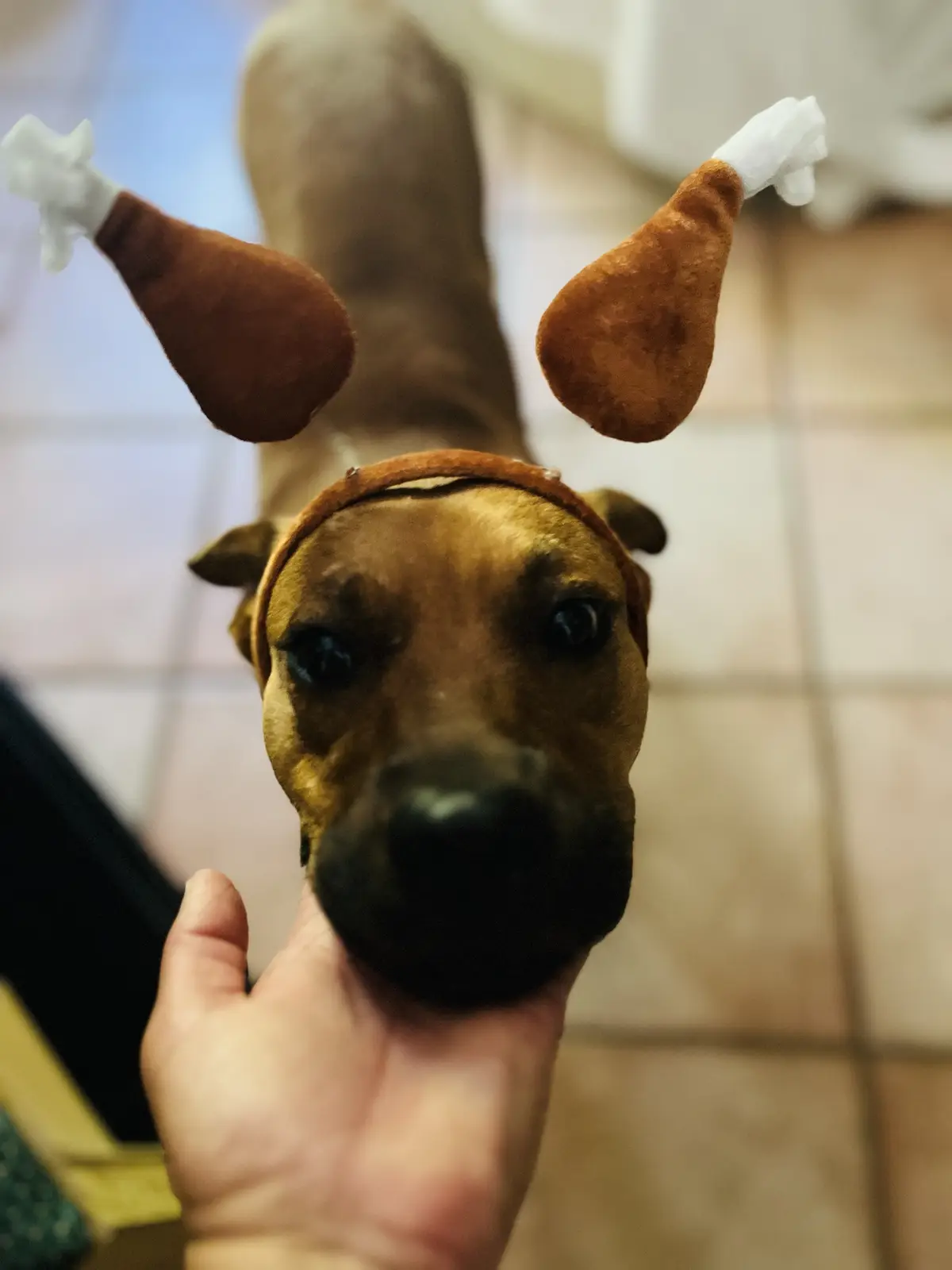 A brown dog with a black muzzle is being held by a person's hand, looking directly at the camera with a serious expression…