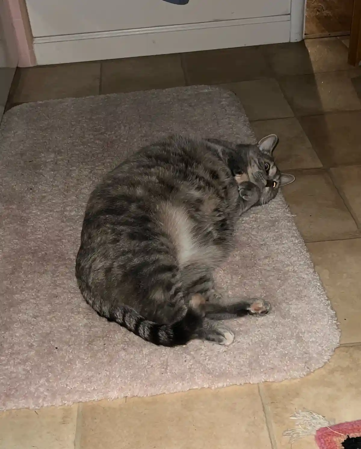 A Daily Dose of Cat Cuteness to Brighten Your Day
