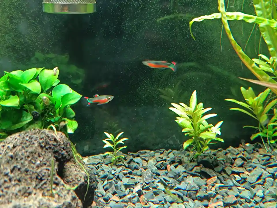An aquarium scene with two small, colorful fish swimming among green aquatic plants and dark gravel substrate. The water has…