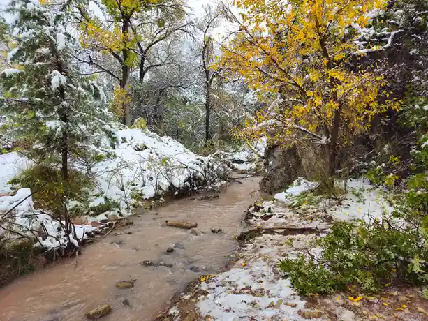A natural landscape photo shows a muddy stream flowing through a forest where snow blankets the ground and branches, while…