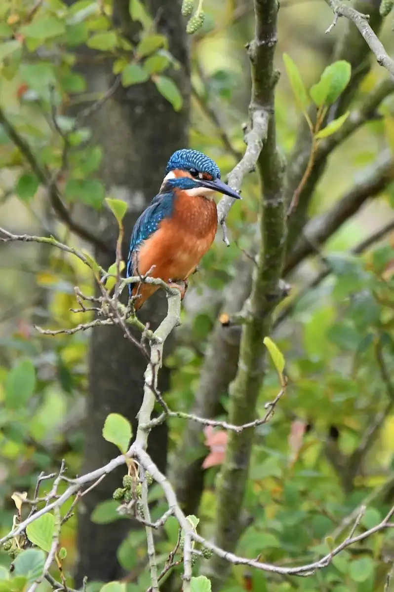 A vibrant kingfisher bird with blue head and orange chest perches on a tree branch surrounded by green foliage. The image…