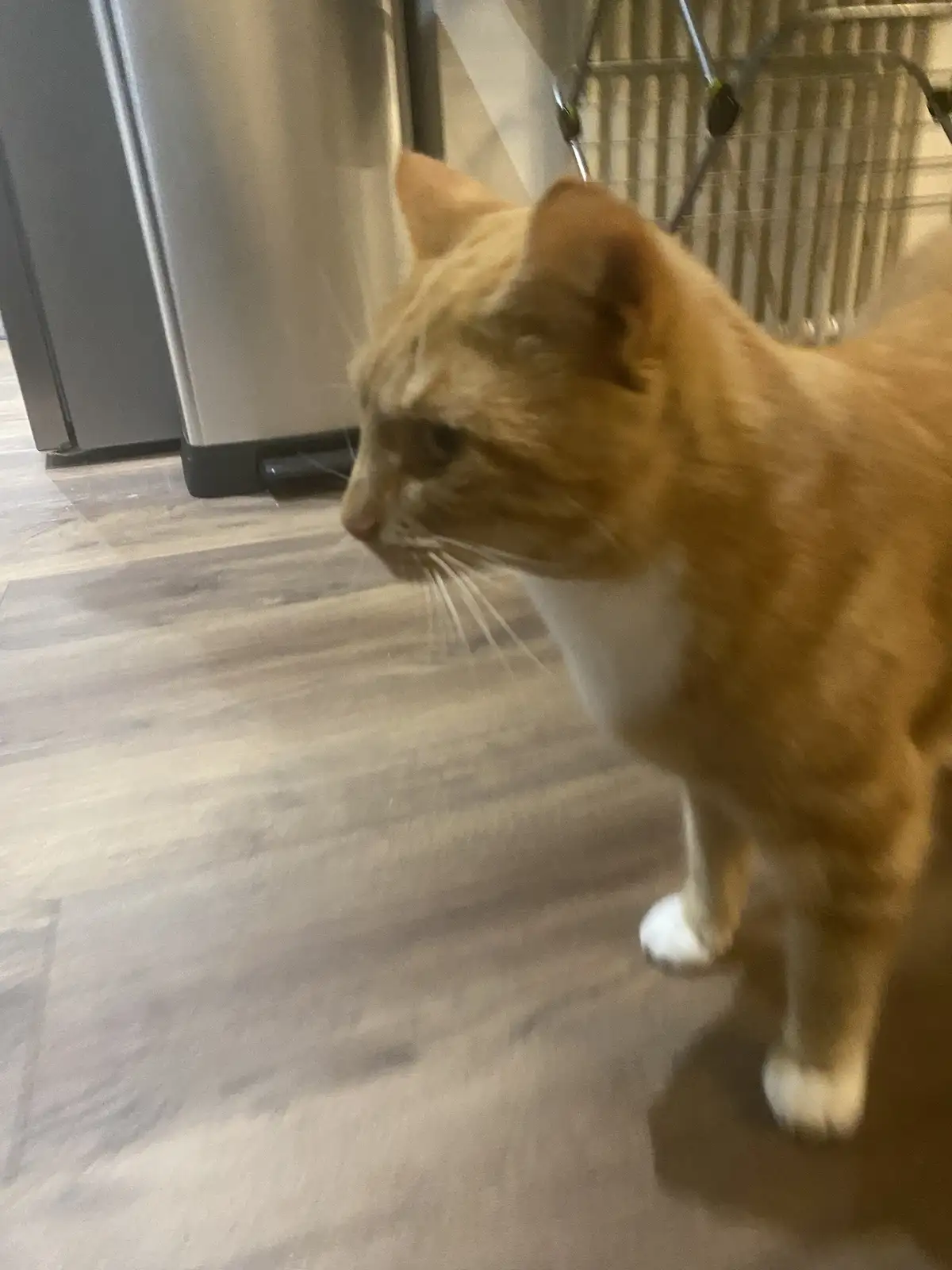 An orange and white cat stands on a wooden floor in a kitchen, looking away with a visibly unimpressed or annoyed…