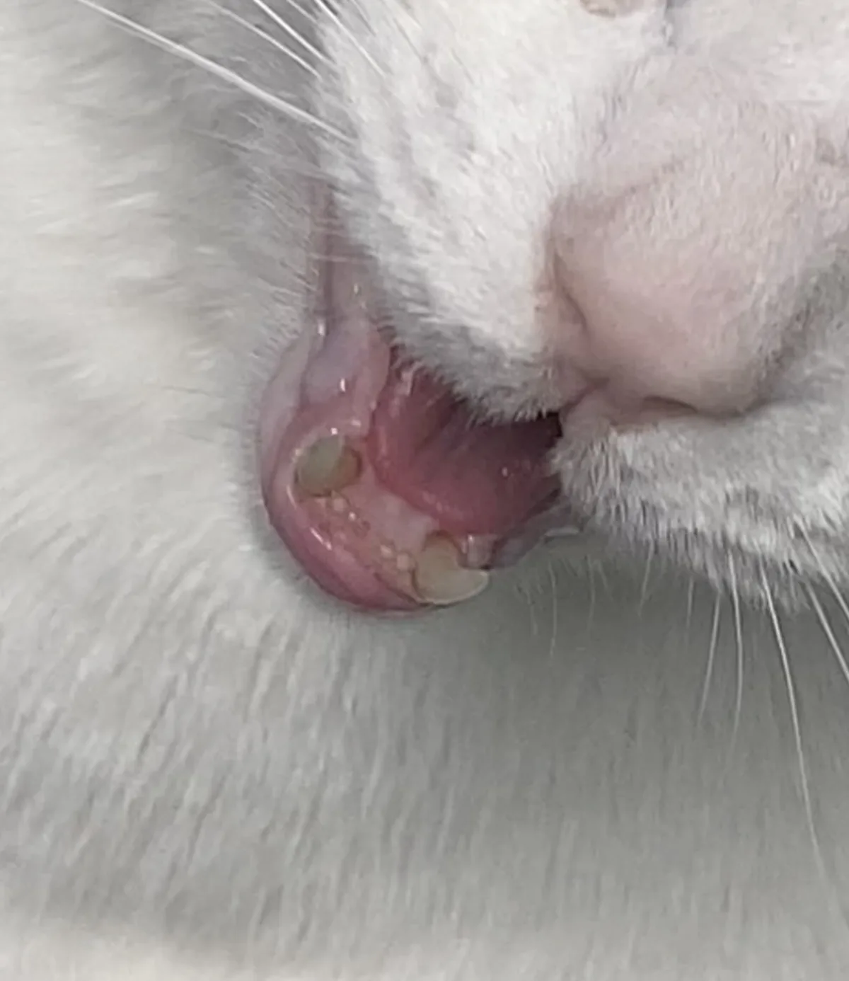 Are His Gums Pale? Seeking Advice from r/askvet