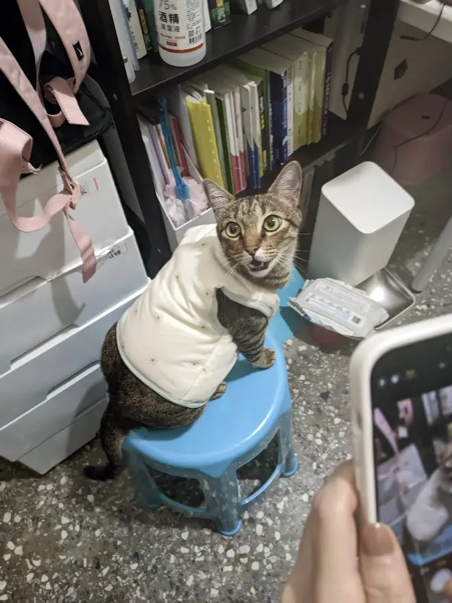 一只虎斑猫穿着白色小背心，端坐在蓝色塑料凳上，正对着手机镜头，眼神无辜又带点困惑。背景是室内书架、储物箱和杂物，一只手正举着手机拍摄它。图片上叠加的文字是“猫：你拍我干嘛？”，表达猫咪对被拍照的不解或抗拒。