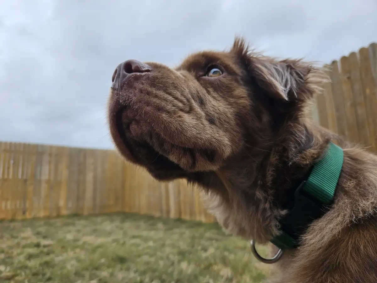 A close-up of a brown dog looking upward with an earnest, pleading expression, wearing a green collar, set against a blurred…