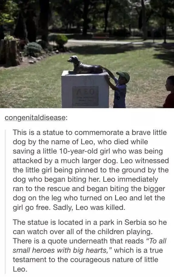 Meet Leo: The Legend