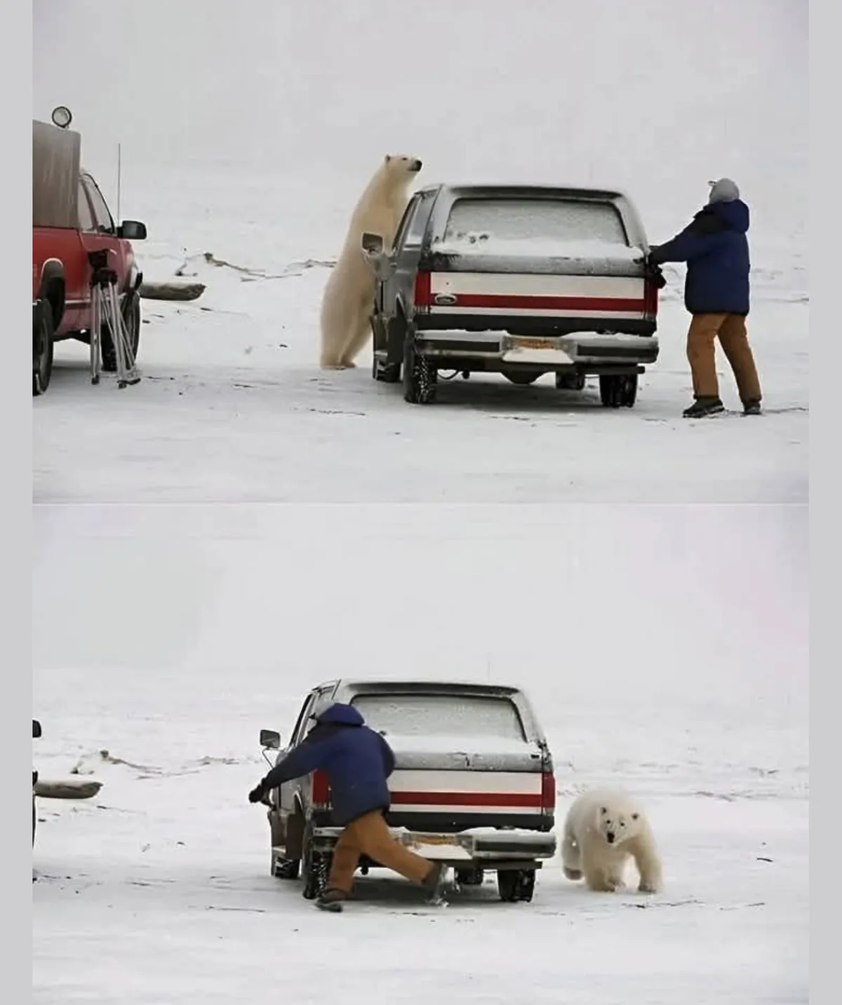 Two-panel image shows a person pushing a snow-covered truck in a snowy landscape. In the top panel, a polar bear stands…