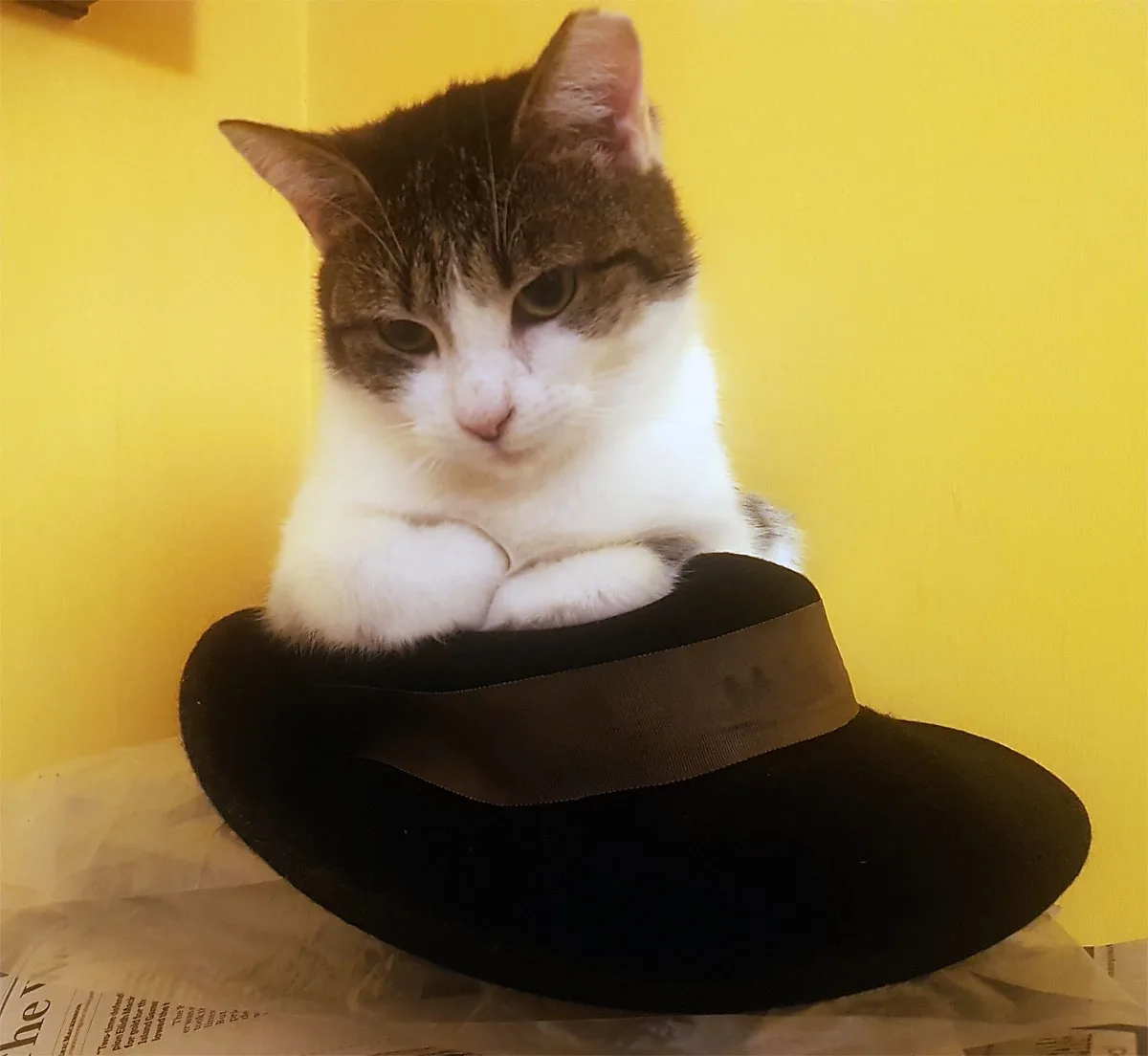 A brown and white cat sits inside a black fedora hat with a brown ribbon, looking directly at the camera with a serious…