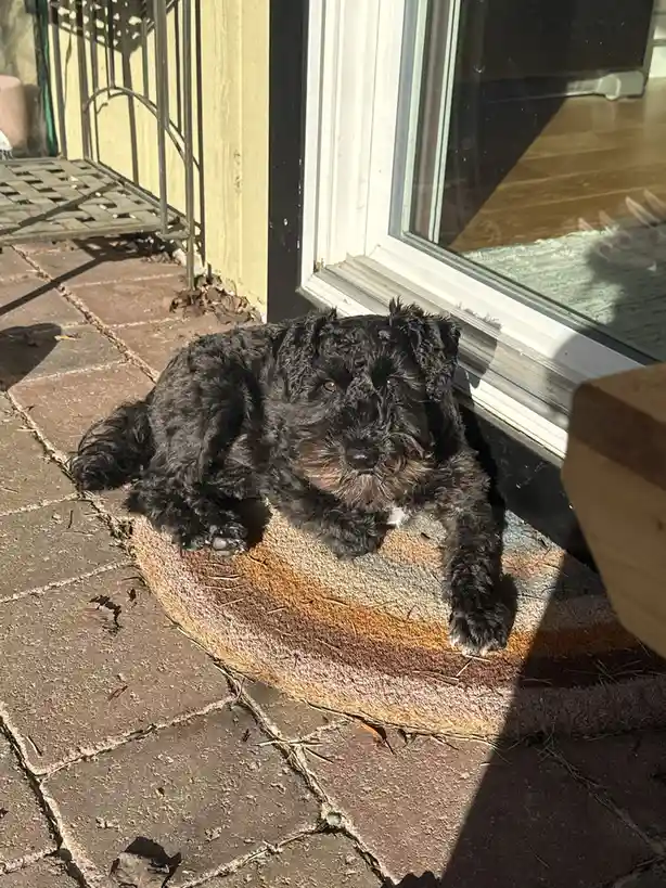 A black, curly-haired dog with a scruffy face lies on a striped doormat outside a glass door, looking directly at the camera…