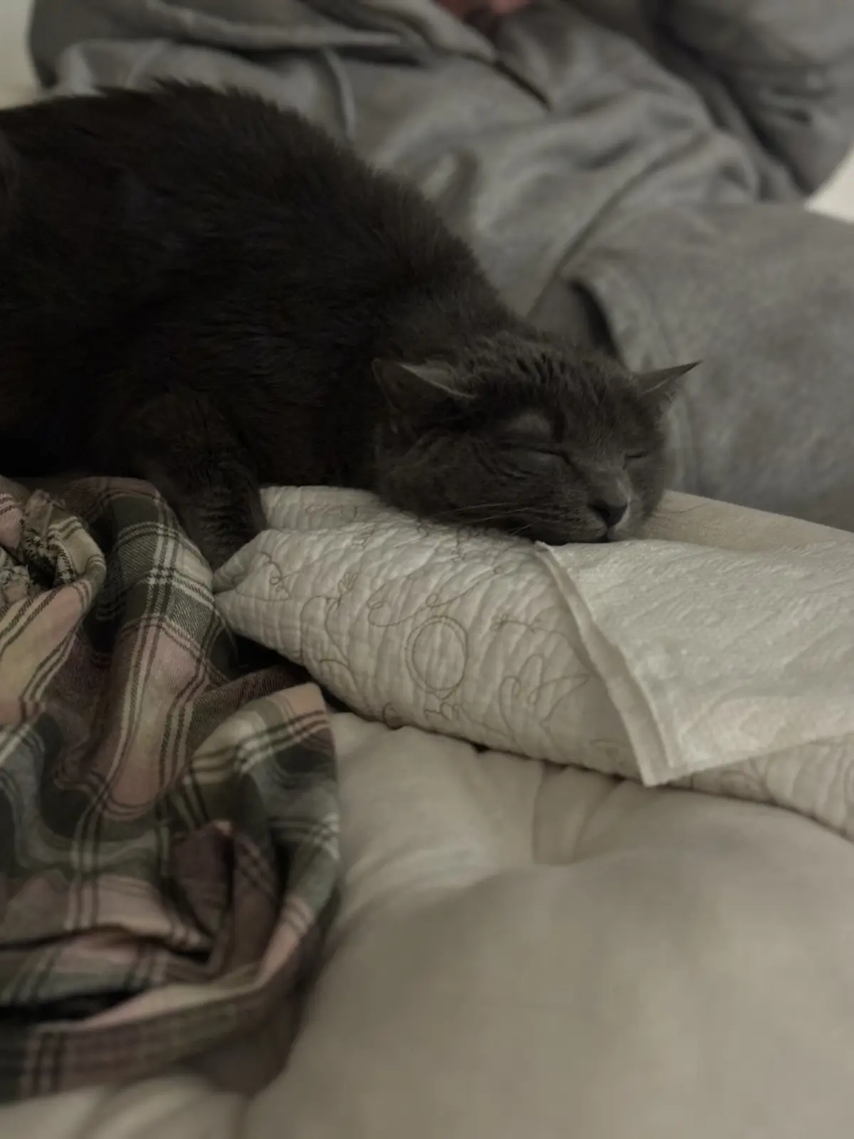 Shadow: The Dragon Who Loves to Nap