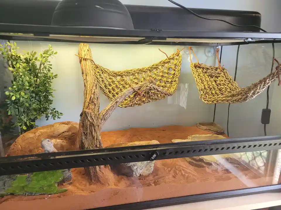 A bearded dragon is partially visible inside a glass terrarium with sandy substrate, rocks, and a wooden branch. Two woven…