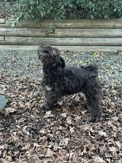 A small, black, curly-haired dog stands on a bed of dry, brown leaves, looking upward with its head tilted back. Behind it…