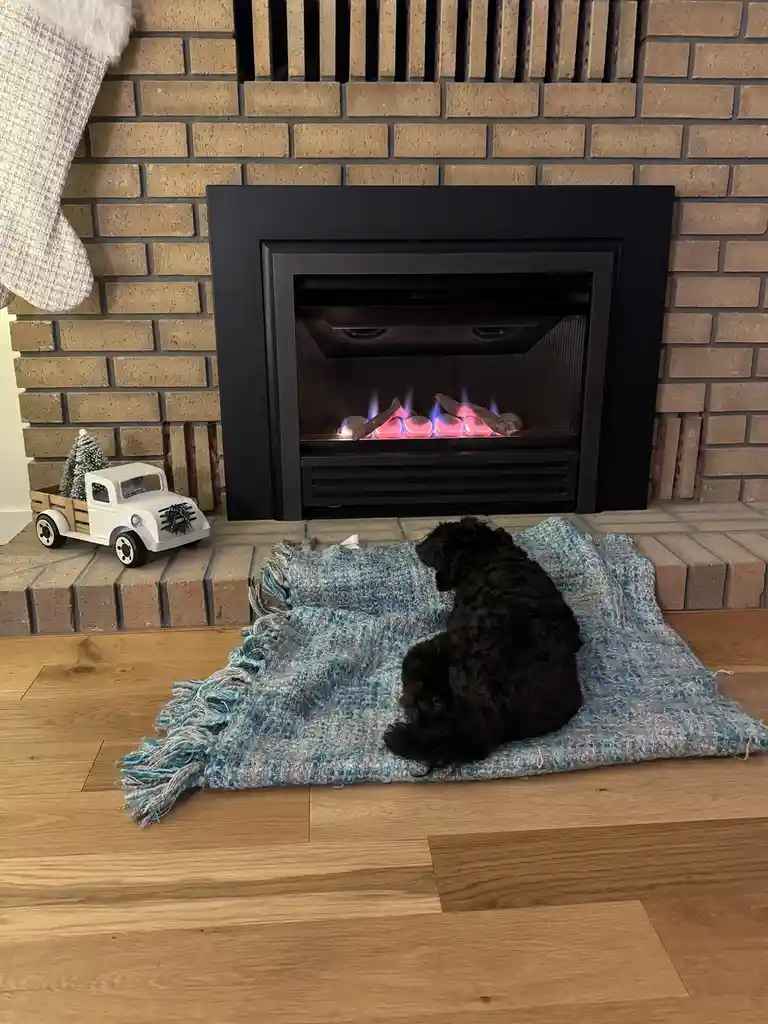 A black, curly-haired dog sits on a blue and gray fringed blanket on a wooden floor, facing a lit gas fireplace with glowing…