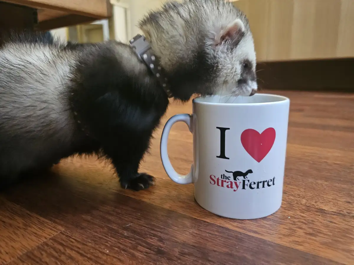 A ferret wearing a collar leans over a white mug printed with 'I ❤️ the Stray Ferret' and a ferret silhouette, appearing to…