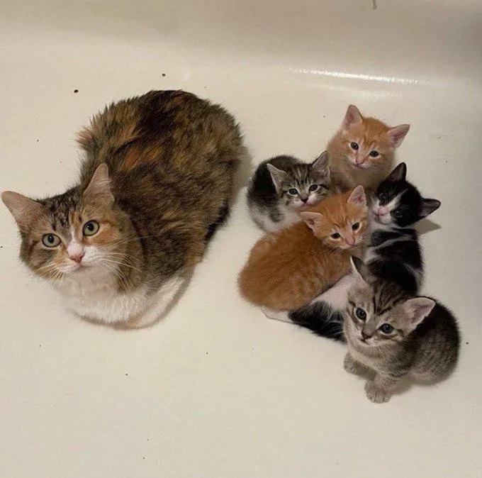 A large, fluffy calico cat sits in a white bathtub, looking directly at the camera with a calm expression, surrounded by…