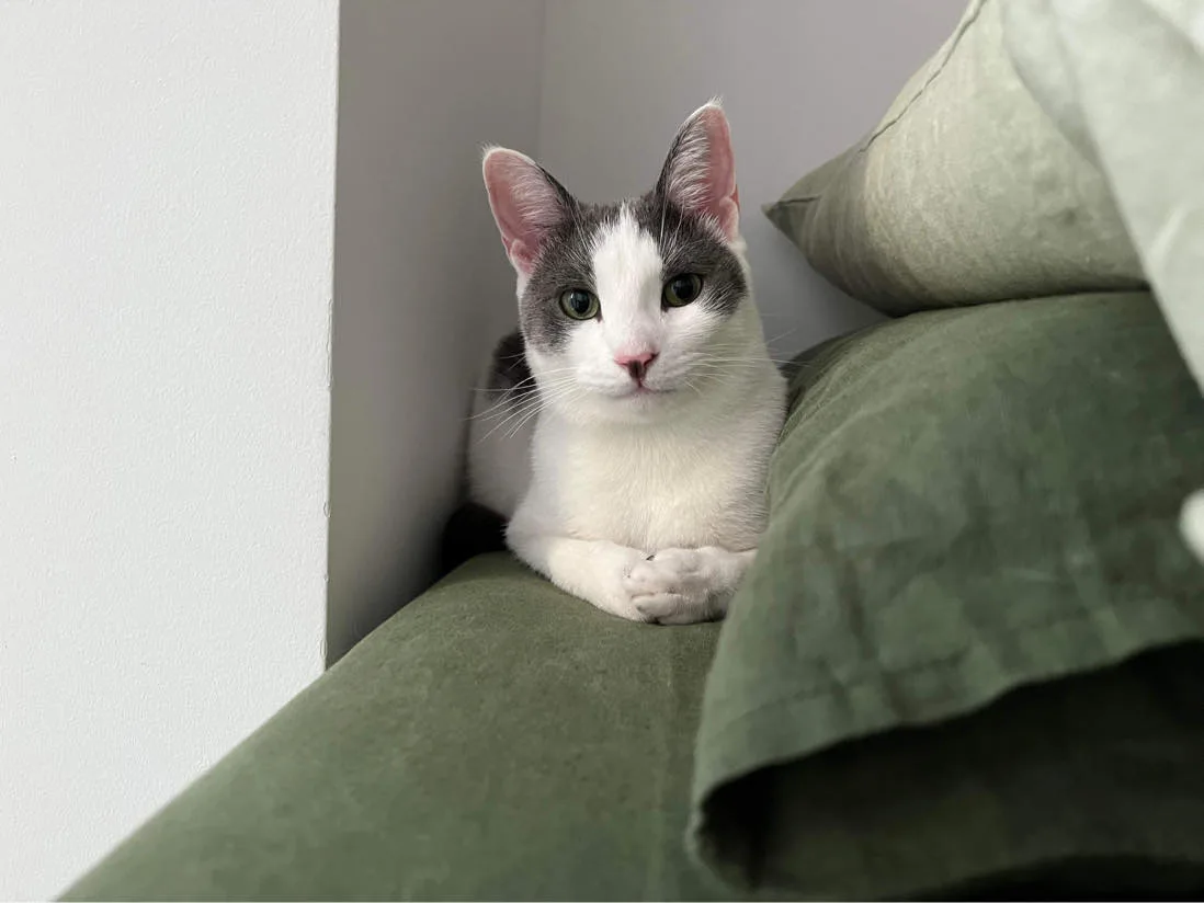 A gray and white cat with green eyes sits upright on a green couch cushion, looking directly at the camera with a calm…