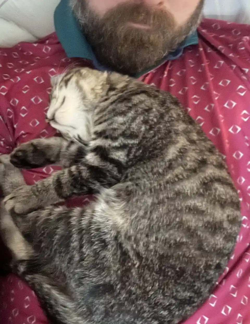 A close-up photo shows a tabby cat curled up and sleeping soundly on a person's chest, who is also lying down on a red…