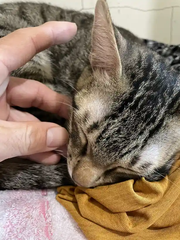 A close-up photo shows a tabby cat sleeping peacefully with its eyes closed, nestled on a mustard-yellow fabric. A human…