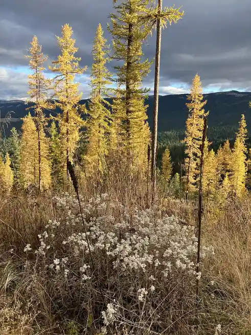 A scenic photo of tall, golden larch trees against a cloudy sky with mountains in the background, foregrounded by white…