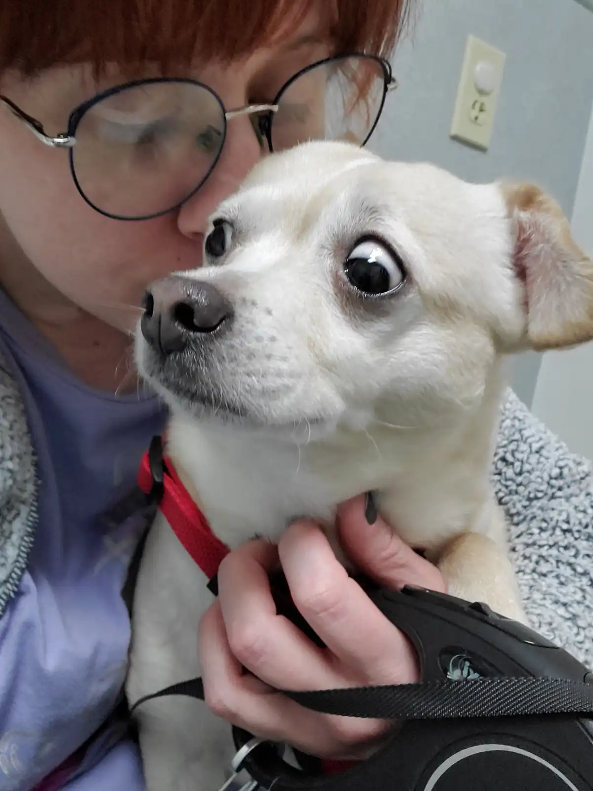 A person with red hair and glasses is holding a small white dog with one eye digitally enlarged to appear extremely wide and…