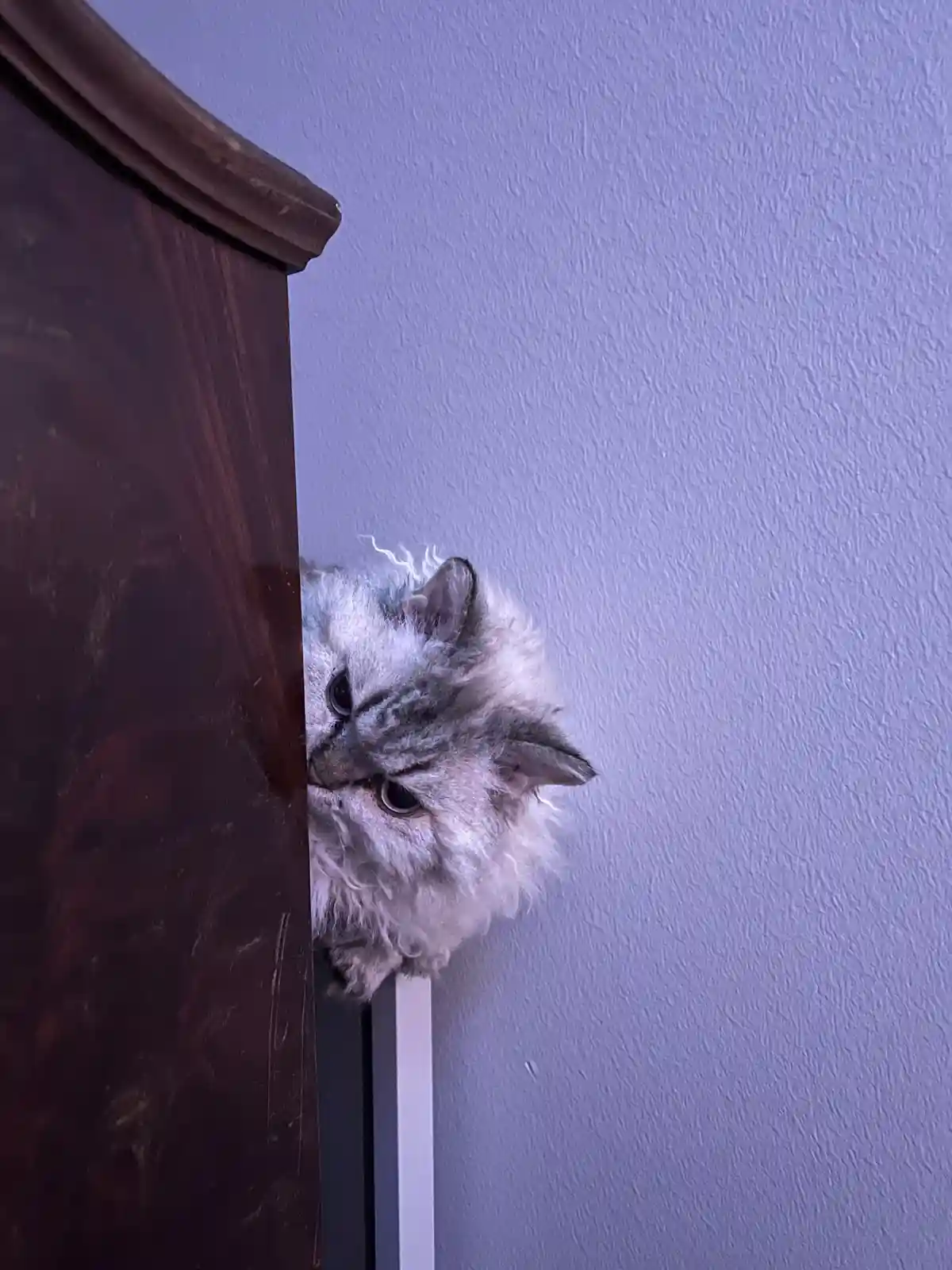 A fluffy, long-haired silver tabby cat peeks cautiously from behind a dark wooden piece of furniture against a textured…