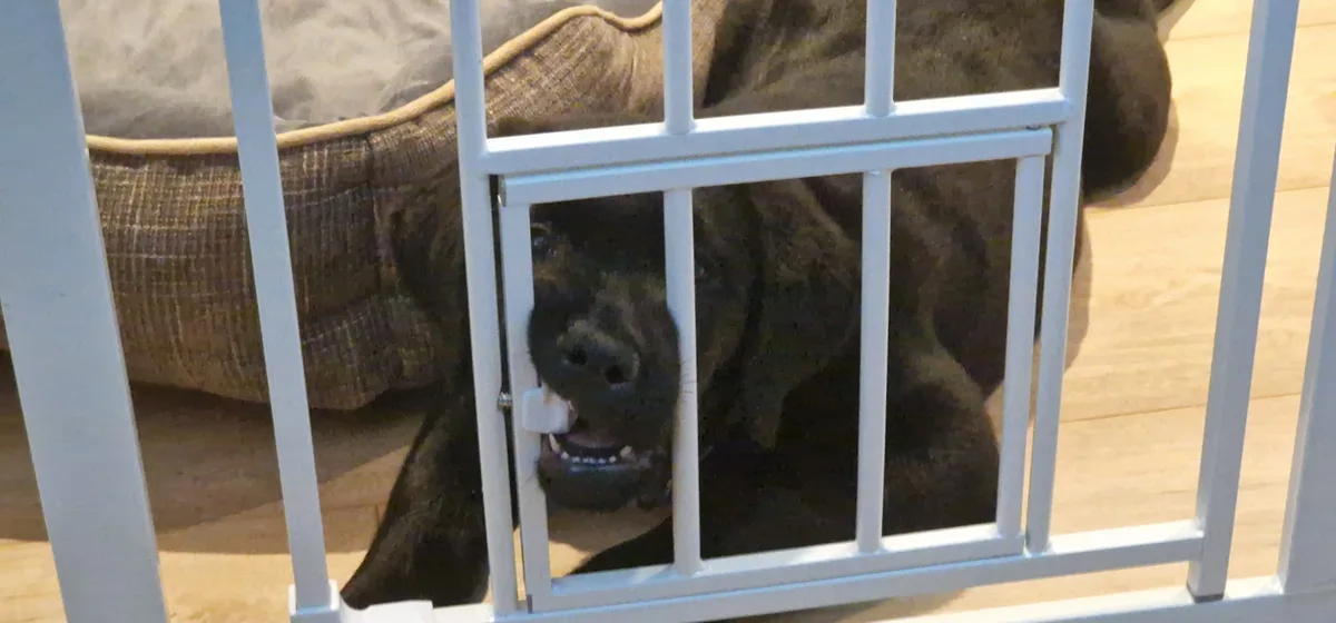 A dark-furred dog with a wide, toothy grin is looking through the bars of a white baby gate, holding a small white object in…