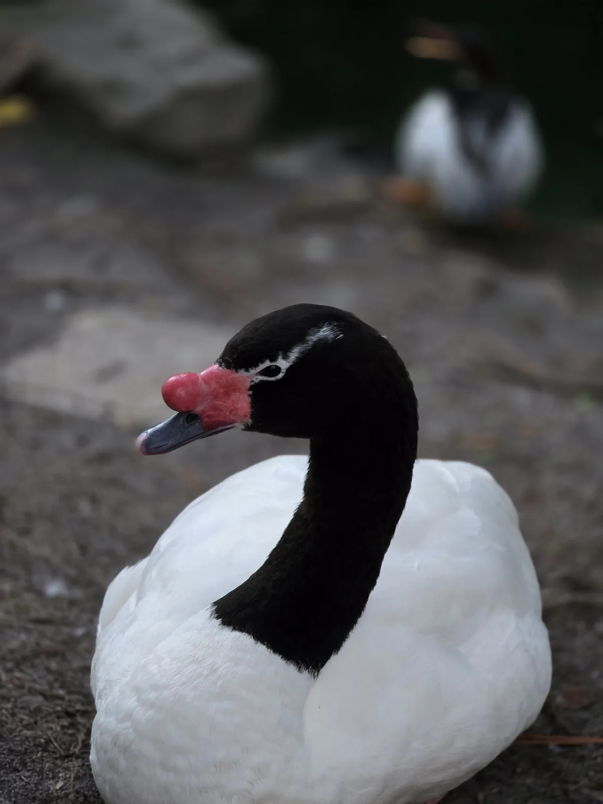 A close-up photo of a black-necked swan with a distinctive bright red knob on its beak, sitting on a rocky surface. The swan…