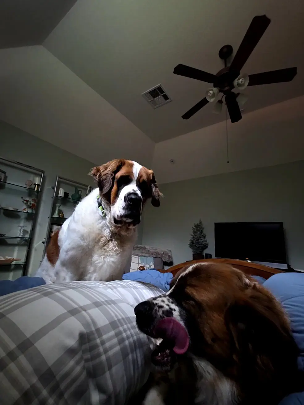 Two Saint Bernard dogs are on a bed in a dimly lit bedroom. One dog is sitting upright and looking forward with a serious…