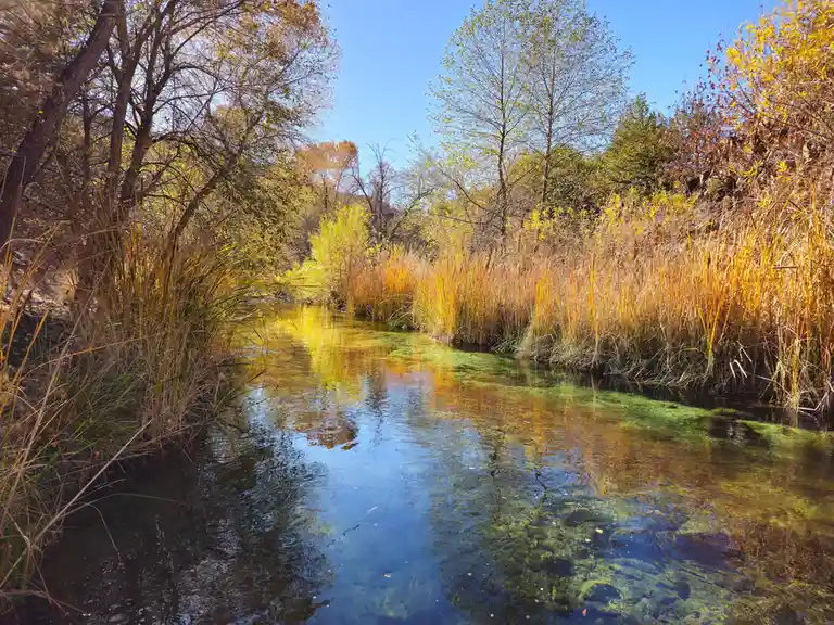 A serene autumn scene shows a clear, shallow stream winding through tall golden reeds and trees with yellow and brown leaves…